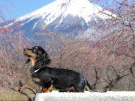 おんぷ&ブルースの子犬 ブラックタン 男の子（2）