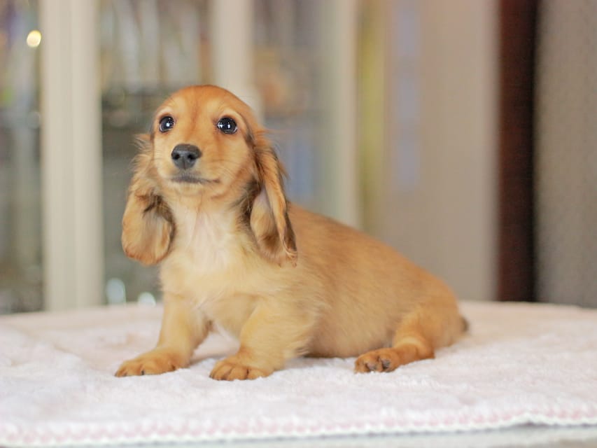 カニンヘンダックスフンド コットン&ジルベールの子犬 レッド 男の子