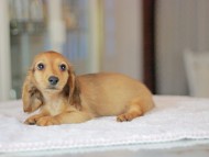 Kaninchen_Dachshund_3648