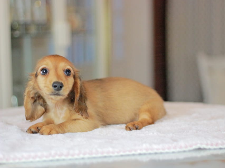 カニンヘンダックスフンド コットン&ジルベールの子犬 レッド 男の子
