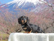 Kaninchen_Dachshund_3651