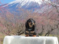 Kaninchen_Dachshund_3659