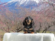 Kaninchen_Dachshund_3660
