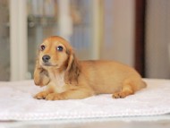 Kaninchen_Dachshund_3661