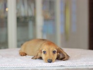 Kaninchen_Dachshund_3662