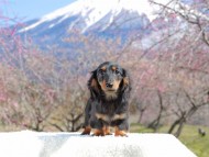 Kaninchen_Dachshund_3671