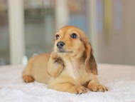 Kaninchen_Dachshund_3672