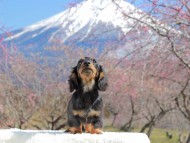 Kaninchen_Dachshund_3673