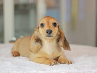 Kaninchen_Dachshund_3673