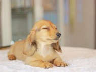 Kaninchen_Dachshund_3675