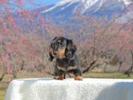 おんぷ&ブルースの子犬 ブラックタン 男の子（3）