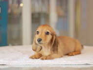 Kaninchen_Dachshund_3683