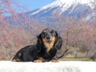 Kaninchen_Dachshund_3686