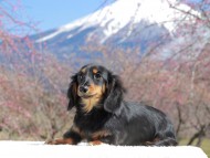 Kaninchen_Dachshund_3707