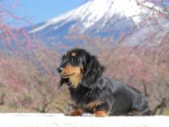 Kaninchen_Dachshund_3709