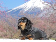 Kaninchen_Dachshund_3710