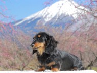 まる&ブルースの子犬 ブラックタン 男の子