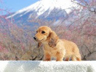 ほたる&パッションの子犬 レッド 女の子（1）