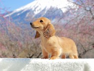 Kaninchen_Dachshund_3718