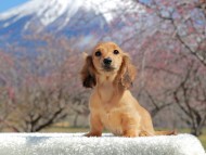 Kaninchen_Dachshund_3728