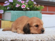 Kaninchen_Dachshund_3728