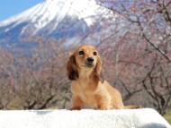 Kaninchen_Dachshund_3733