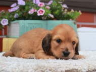 Kaninchen_Dachshund_3737 Kaninchen_Dachshund_3737