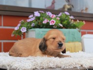 Kaninchen_Dachshund_3751 Kaninchen_Dachshund_3751