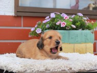 Kaninchen_Dachshund_3754 Kaninchen_Dachshund_3754