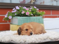 Kaninchen_Dachshund_3780 Kaninchen_Dachshund_3780
