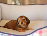 Kaninchen_Dachshund_3800