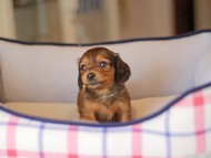 Kaninchen_Dachshund_3809