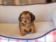 Kaninchen_Dachshund_3810