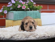 Kaninchen_Dachshund_3811 Kaninchen_Dachshund_3811