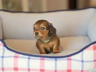 Kaninchen_Dachshund_3818