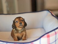 Kaninchen_Dachshund_3823