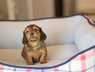 Kaninchen_Dachshund_3824