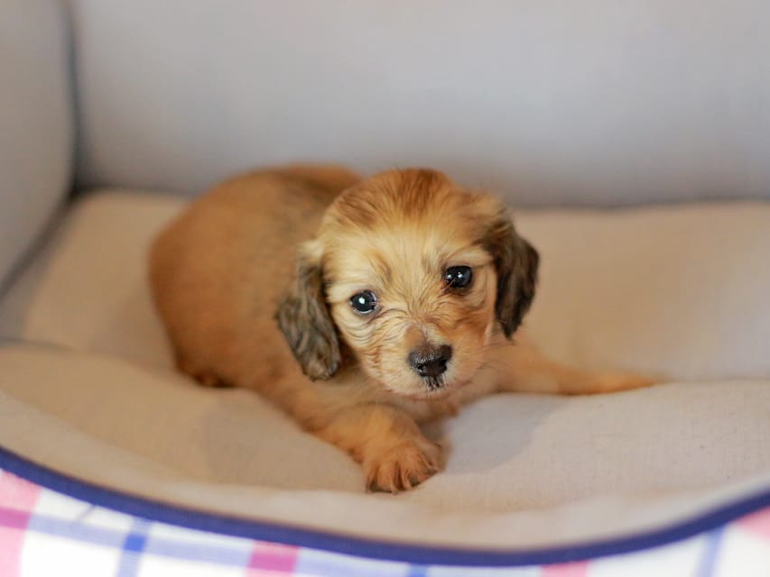 カニンヘンダックスフンド ブーケ&スカッシュの子犬 イエロー(クリーム) 女の子Kaninchen_Dachshund_3834 カニンヘンダックスフンド ブーケ&スカッシュの子犬 イエロー(クリーム) 女の子