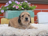 Kaninchen_Dachshund_3840