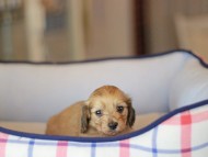 Kaninchen_Dachshund_3843