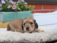 Kaninchen_Dachshund_3844