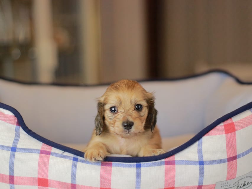 カニンヘンダックスフンド ブーケ&スカッシュの子犬 イエロー(クリーム) 女の子Kaninchen_Dachshund_3848 カニンヘンダックスフンド ブーケ&スカッシュの子犬 イエロー(クリーム) 女の子