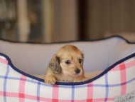 Kaninchen_Dachshund_3853