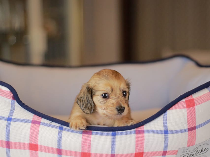 カニンヘンダックスフンド ブーケ&スカッシュの子犬 イエロー(クリーム) 女の子Kaninchen_Dachshund_3853 カニンヘンダックスフンド ブーケ&スカッシュの子犬 イエロー(クリーム) 女の子