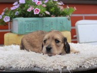Kaninchen_Dachshund_3853