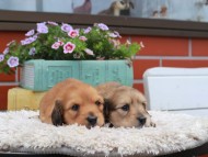 Kaninchen_Dachshund_3854
