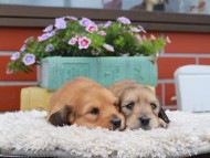 Kaninchen_Dachshund_3857