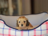 Kaninchen_Dachshund_3864