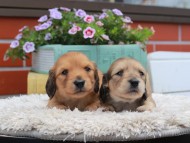 Kaninchen_Dachshund_3865