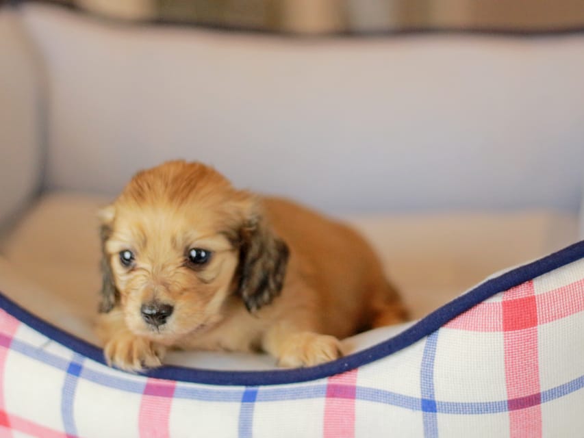 カニンヘンダックスフンド ブーケ&スカッシュの子犬 イエロー(クリーム) 女の子Kaninchen_Dachshund_3866 カニンヘンダックスフンド ブーケ&スカッシュの子犬 イエロー(クリーム) 女の子